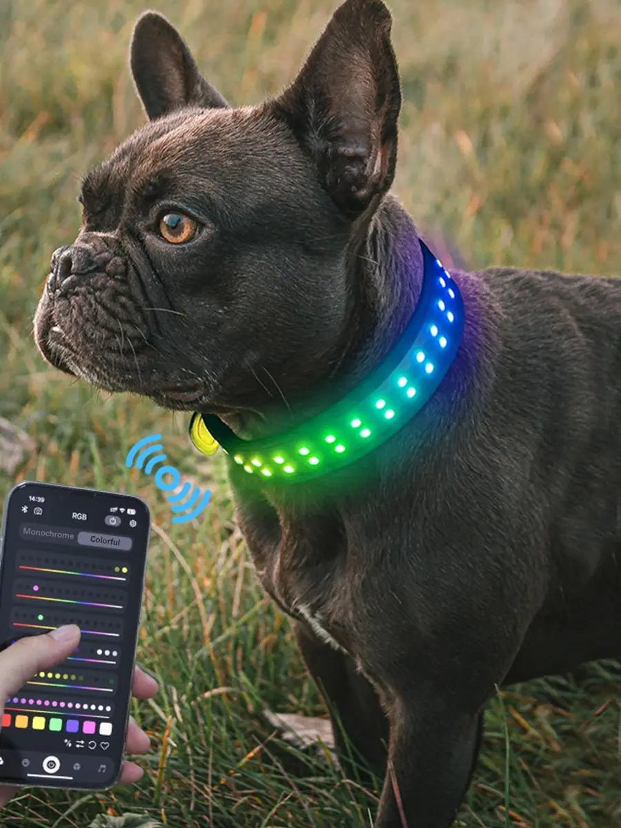 Rechargeable LED Dog Collar with USB Charging | Light-Up Safety Collar for Puppies & Dogs